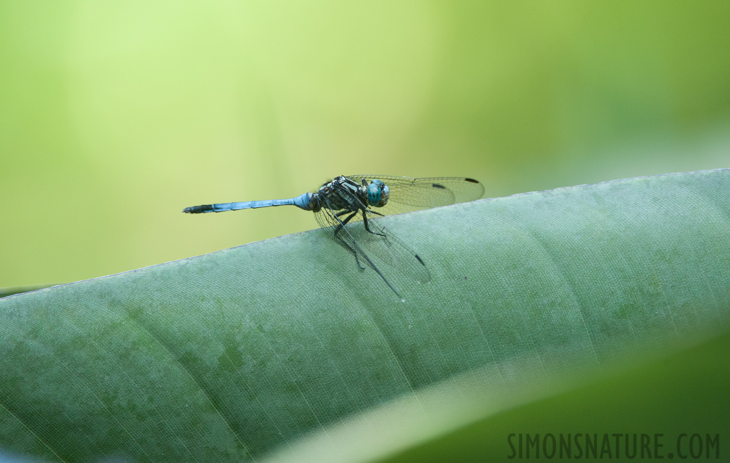 Orthetrum julia [550 mm, 1/80 sec at f / 8.0, ISO 1600]